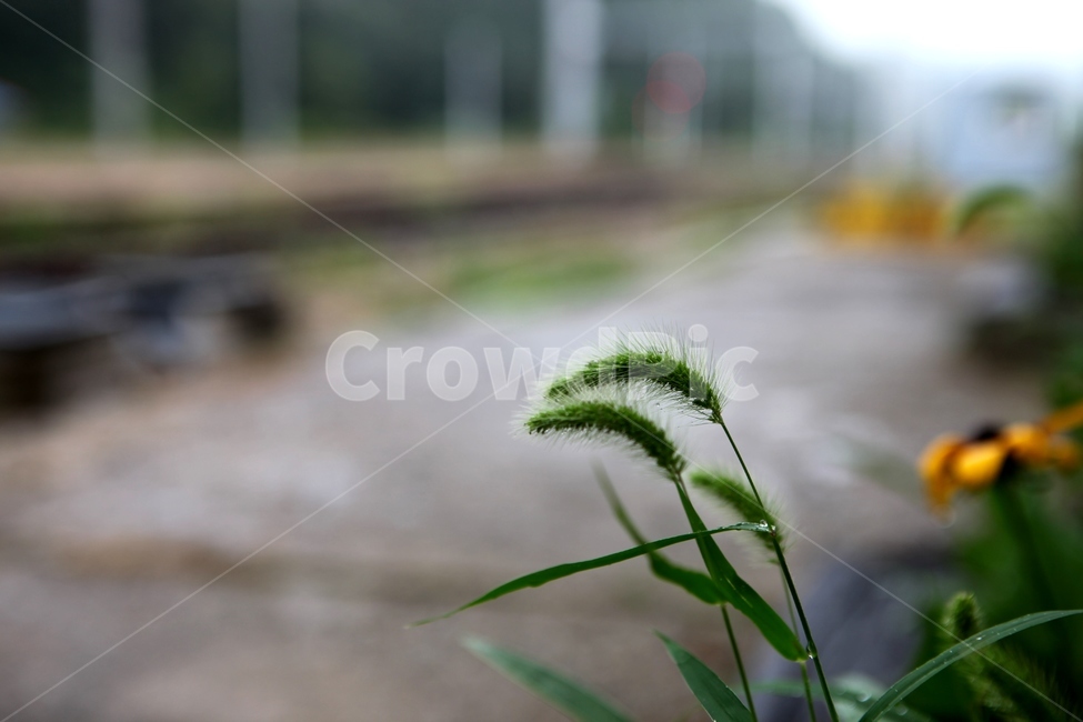 강아지풀,기차,기차역,이별,회상,기억,추억,길가,식물,식물,자연,plants,nature