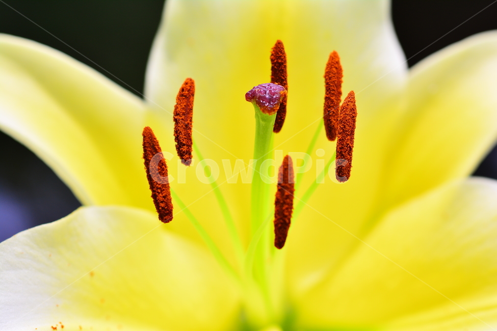 감성,꽃,백합,아름다운,향기,뷰티풀,flowers,beautiful,macro,closeup,마크로,접사,클로즈업,수술,암술,꽃잎,우아한,꽃밥,노랑색꽃,yellow,화단,화초,식물,초본,식물,자연,plants,nature,꽃,flower