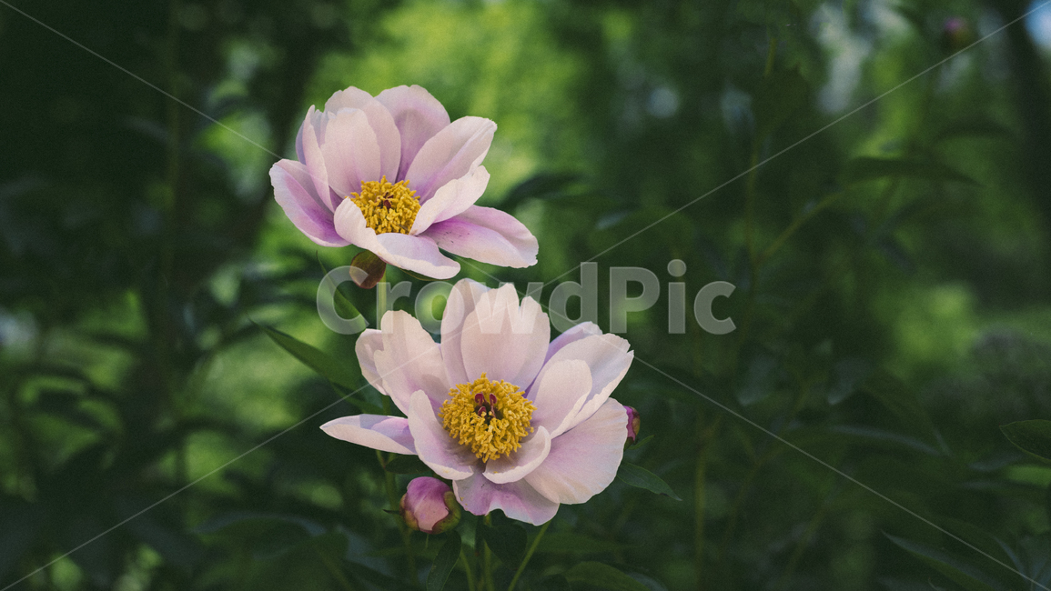 꽃,작약,자연,식물,화초,작약꽃,flower,plant,nature