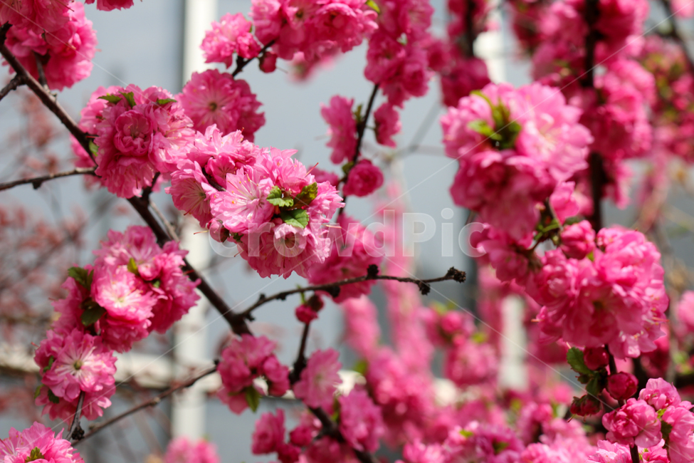 plant,식물,blossom,꽃,flower,겹벚꽃,벚꽃,cherryblossom,식물,자연,plants,nature,꽃,flower