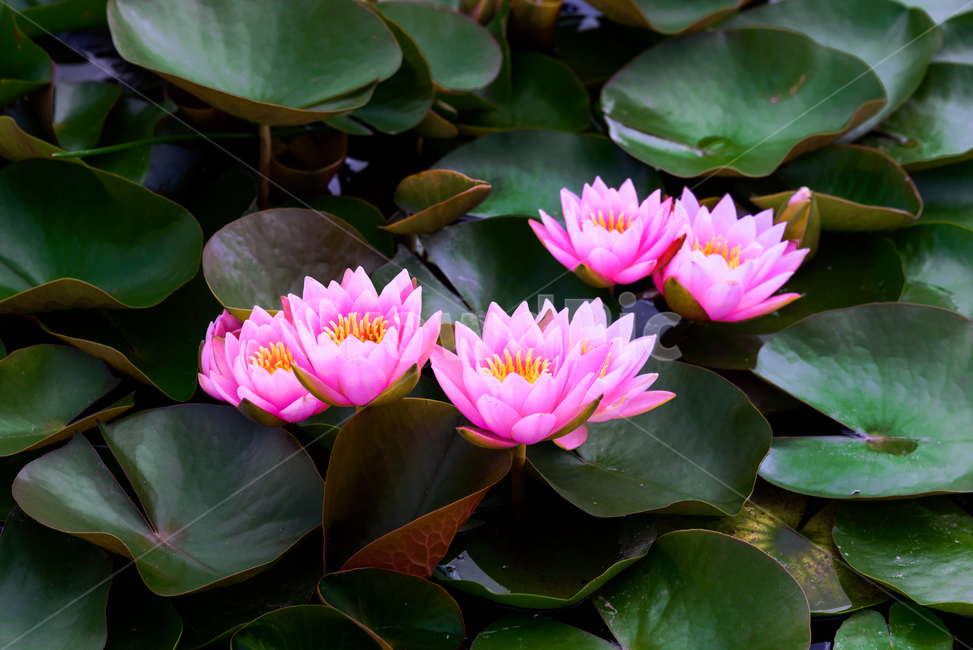 연,수련,관곡지,연꽃,여름,plant,blossom,flower,잎,녹색,빨강,분홍,식물,자연,plants,nature,꽃,flower