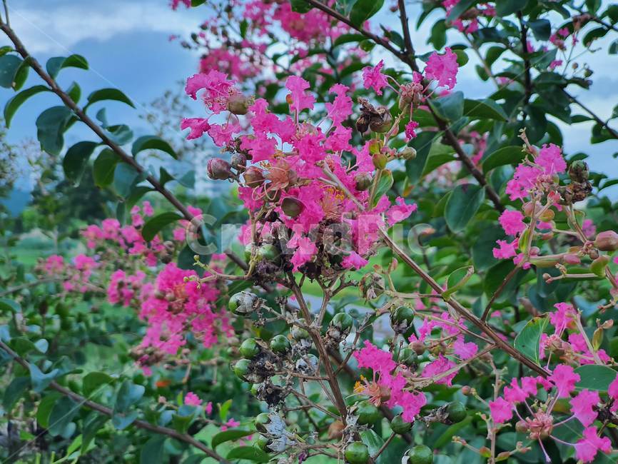 plant,식물,꽃,flower,늦여름,식물,자연,plants,nature,꽃,flower