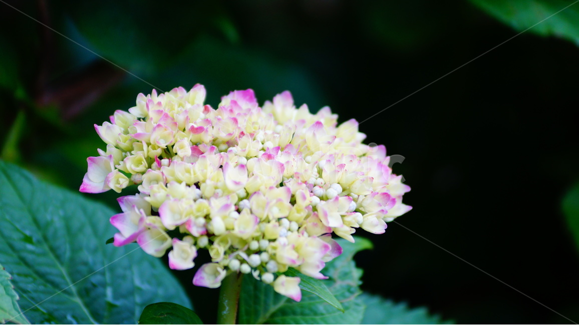 수국,산수국,꽃,꽃사진,태종대,식물,식물,자연,plants,nature,꽃,flower