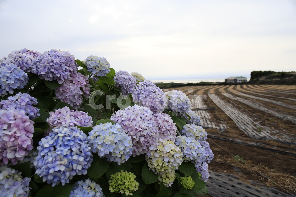 수국,꽃,보라,식물,flower,식물,자연,plants,nature,꽃,flower