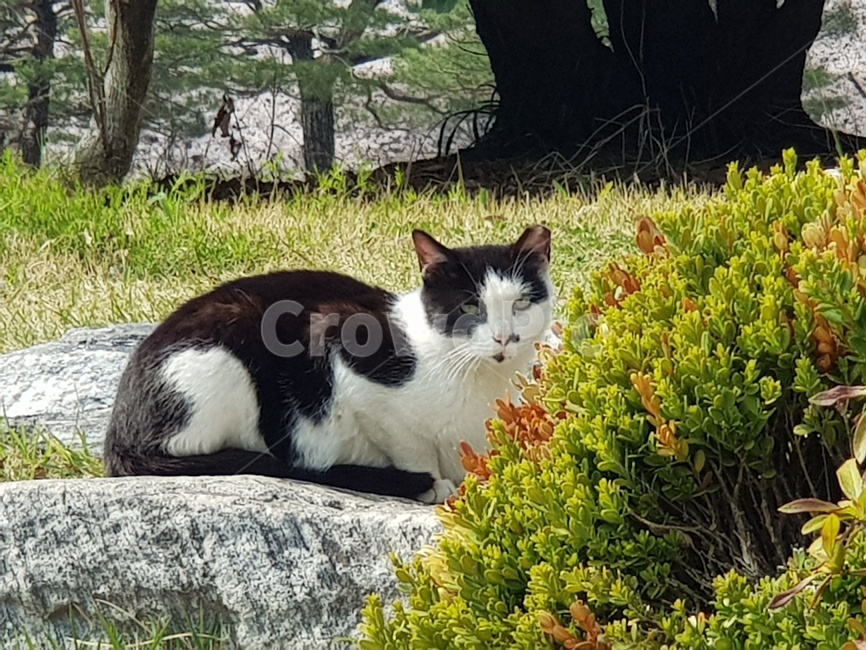 고양이,길고양이,점박이,검은색,흰색,쳐다보는,째려보는,앉아있는고양이,풀위고양이,동물,animal,포유류,mammal,고양이,cat,kitten,kitty