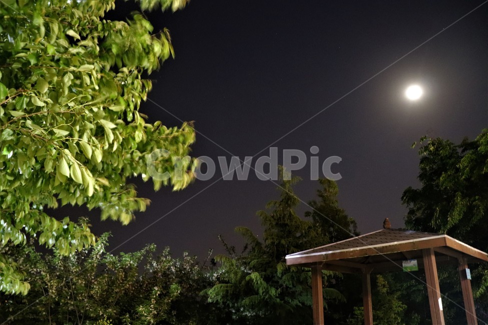 tree,나무,자연,밤,달빛,moon,plant,식물,소나무,저녁,어둠,night,야경,밤,풍경,nightscape,night,landscape