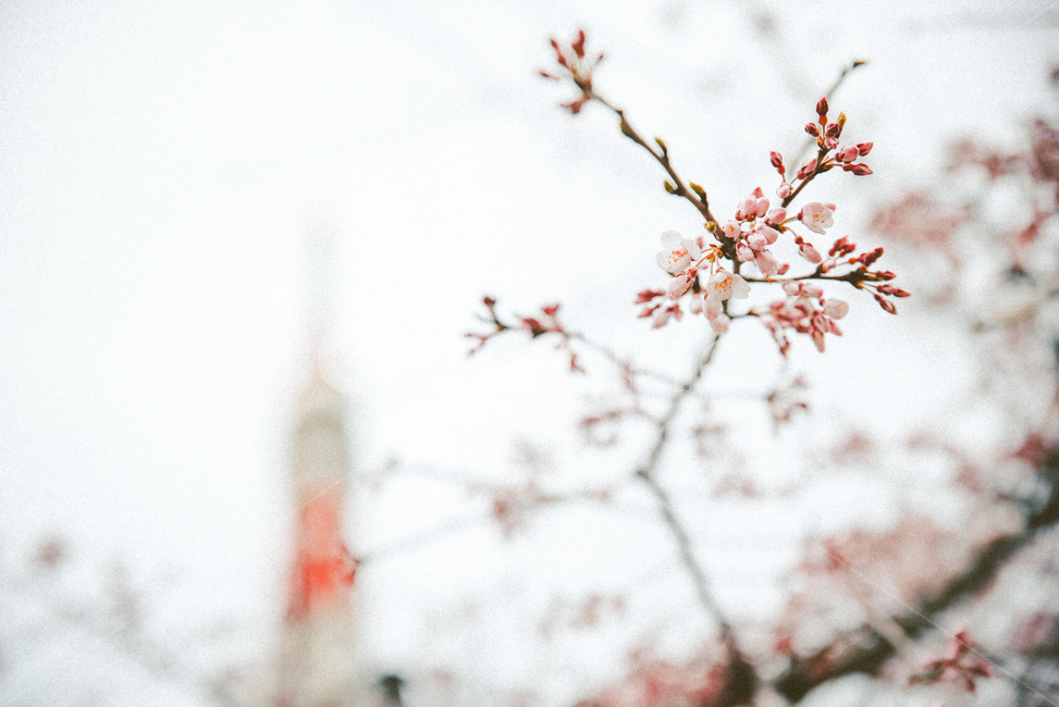 도쿄,도쿄타워,일본,빨간색,봄,벚꽃,건축물,랜드마크,벚나무,봄,계절,spring,season,랜드마크,landmark,tourist attraction,식물,자연,plants,nature,꽃,flower,감성,sensible,feeling,plant