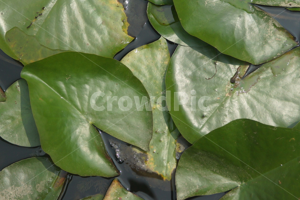 plant,식물,green,잎,leaf,식물,자연,plants,nature