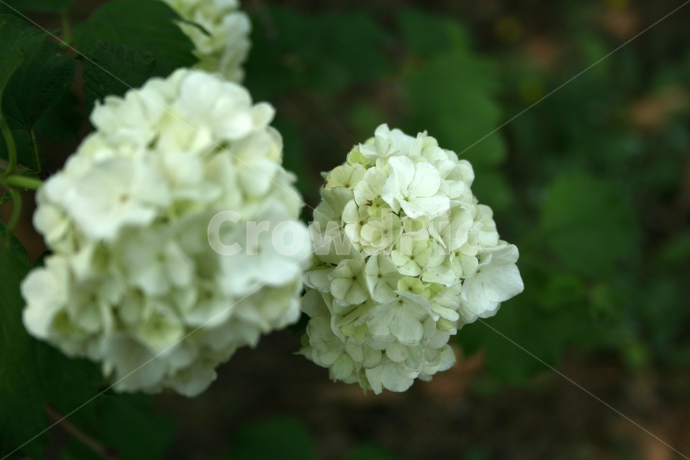 식물,flower,꽃,불두화,꽃송이,하얀꽃,식물,자연,plants,nature,꽃,flower