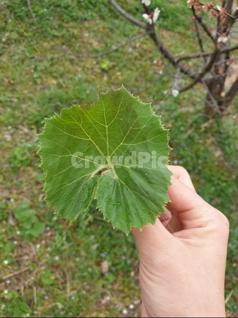 머위,봄나물,plant,식물,leaf,잎