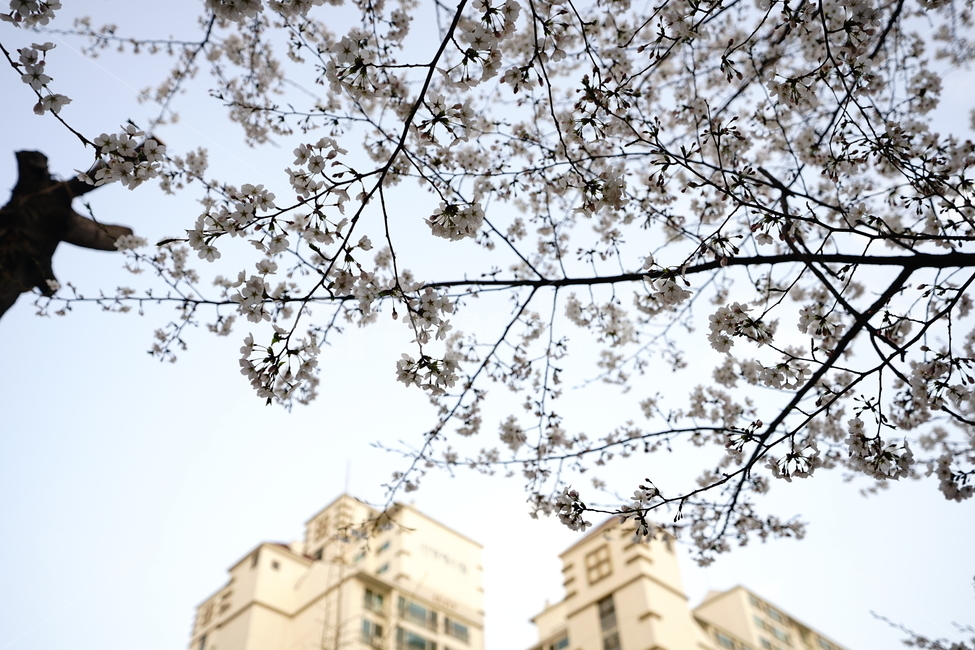 봄,봄꽃,벚꽃,식물,플라워,꽃,감성사진,생명,자연,꽃사진,봄,계절,spring,season,식물,자연,plants,nature,꽃,flower,plant