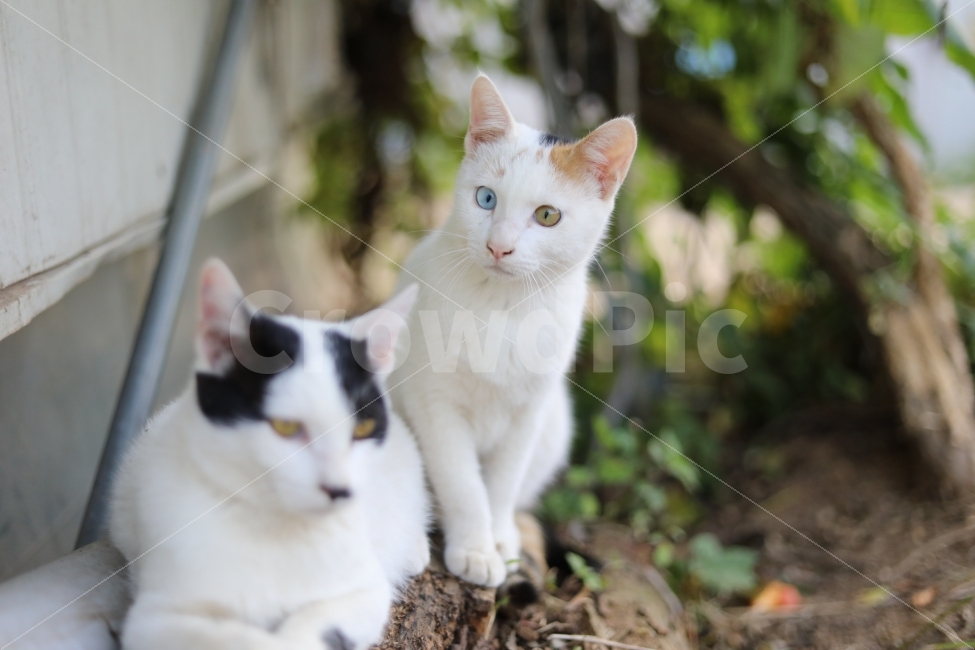 동물,고양이,야옹이,빛모아농원,캐논사진,반려묘,나리,하얀이,오드아이,귀여워,동물,animal,포유류,mammal,고양이,cat,kitten,kitty
