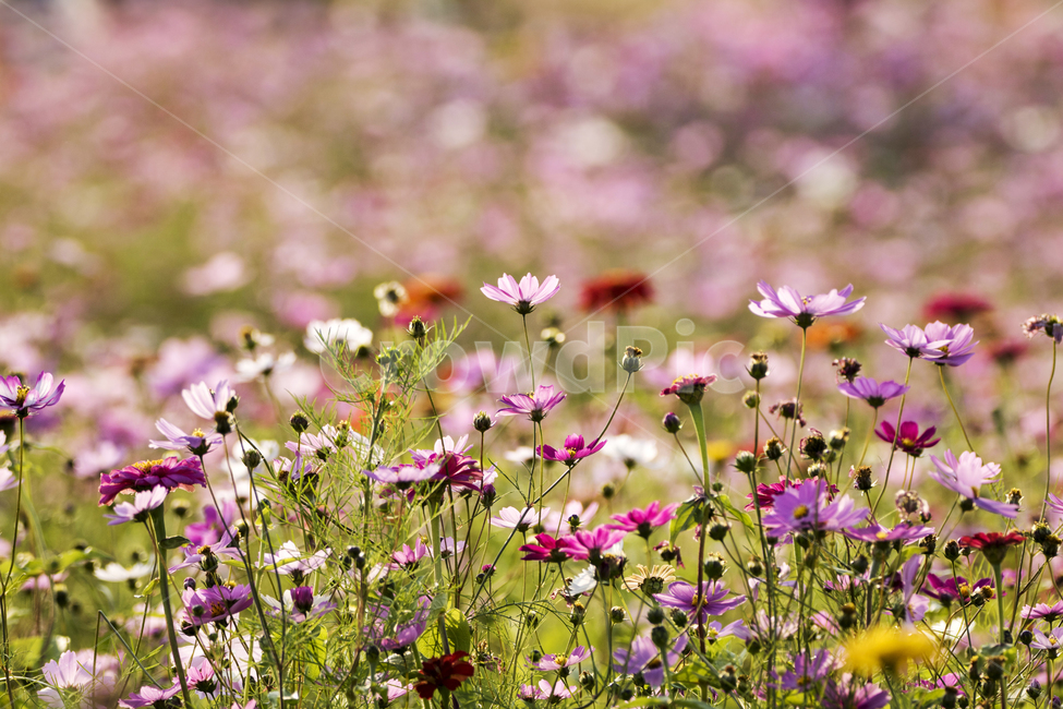 코스모스,꽃밭,꽃,식물,자연,가을,식물,자연,plants,nature,꽃,flower