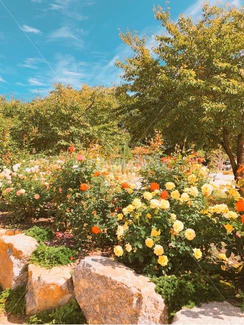 장미,장미꽃,풍경,식물,flower