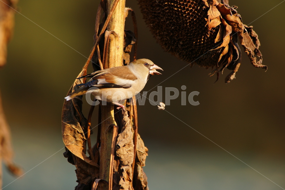 콩새,조류,식사,텃새,새,동물,animal,조류,새,birds