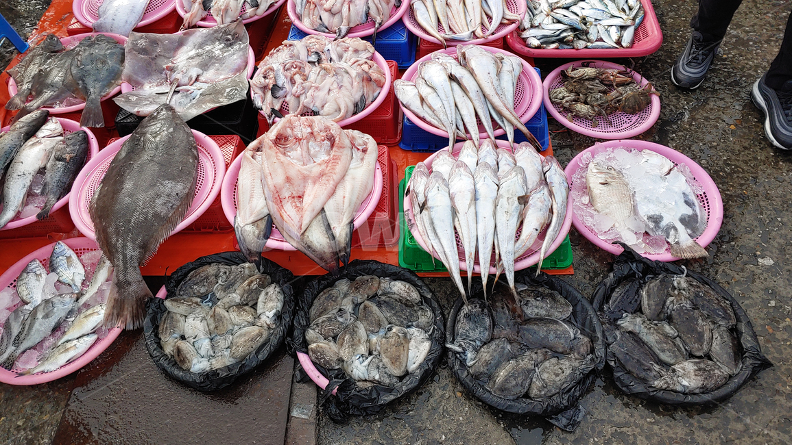 수산물,해산물,생선,음식,푸드,해물,바다생물,다양한,좌판,노점,갑오징어,피쉬,fish,신선한,fresh,배경,animal,동물,생선가게,바탕,백그라운드,어시장,수산시장,한국적,우리것,우럭,도미,어종,가자미,광어,아구,아귀,물메기,먹물,오징어,박카지,가오리,간재미,수산물,해산물,fishery products,seafood