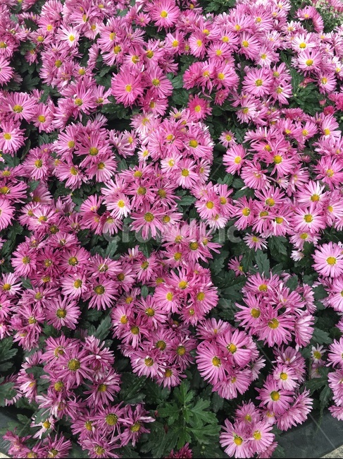 plant,식물,flower,blossom,꽃,daisy,daisies,데이지