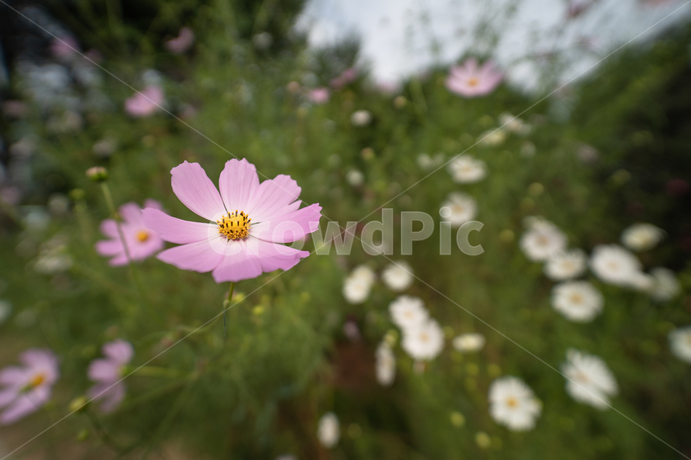 flower,botanical,plant,꽃,식물,식물,자연,plants,nature,꽃,flower