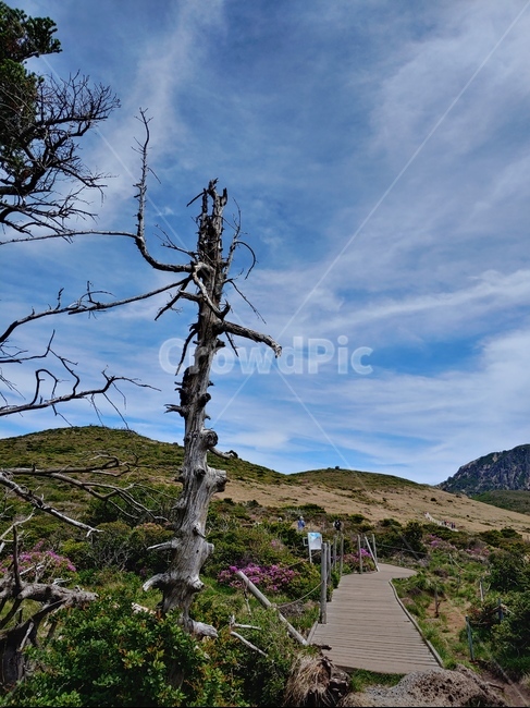 산,하늘,나무,숲,고사목,tree,mountain,sky,clouds,green,초록,등산,한라산,배경,바위