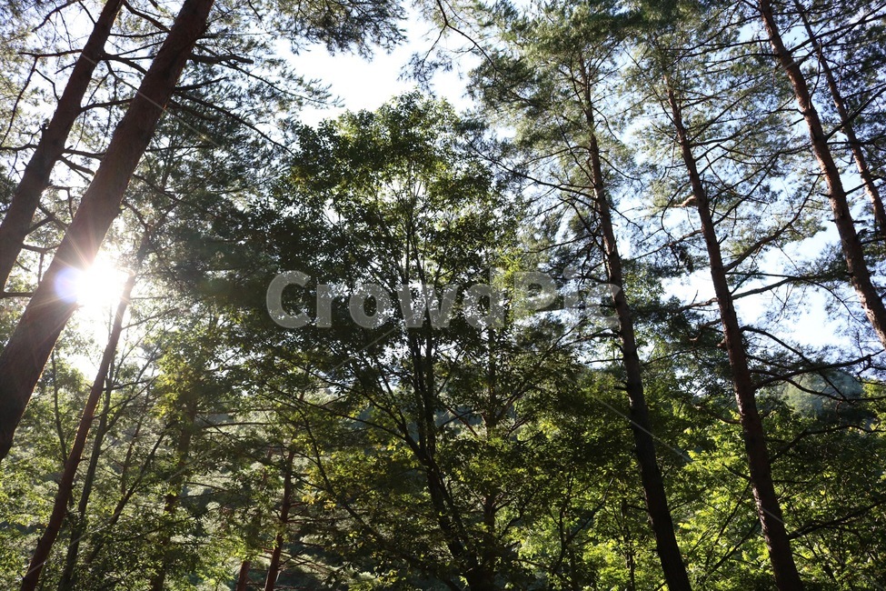 산,나무,초록,자연,하늘,구름,흰색,식물,해,햇빛,태양,여름,mountain,yama,tree,ki,green,midori,nature,sky,sora,cloud,kumo,white,shiro,plants,shokubutsu,sun,taiyou,sunlight,hizashi,summer,natsu,여름,계절,summer,season,자연,풍경,nature,landscape,식물,plants,나무,trees,wood,휴식,힐링,rest,relaxation,healing,plant,fir,전나무