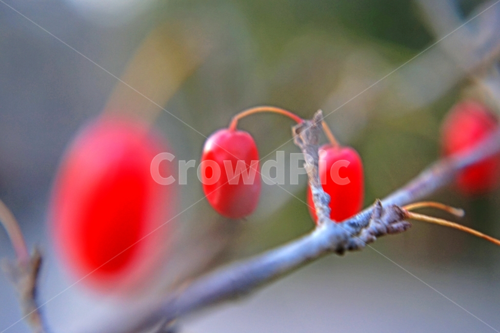산수유,건강,가을,열매,이미지,과일,열매,fruit