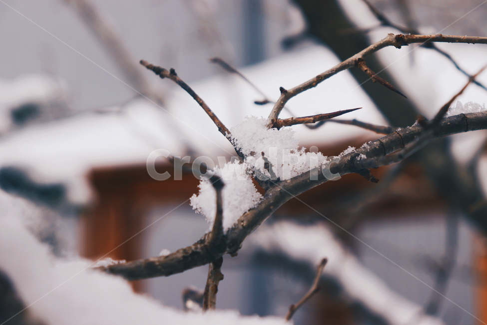 눈,겨울,첫눈,겨울풍경,날씨,계절,snow,winter,눈꽃,겨울,계절,winter,season