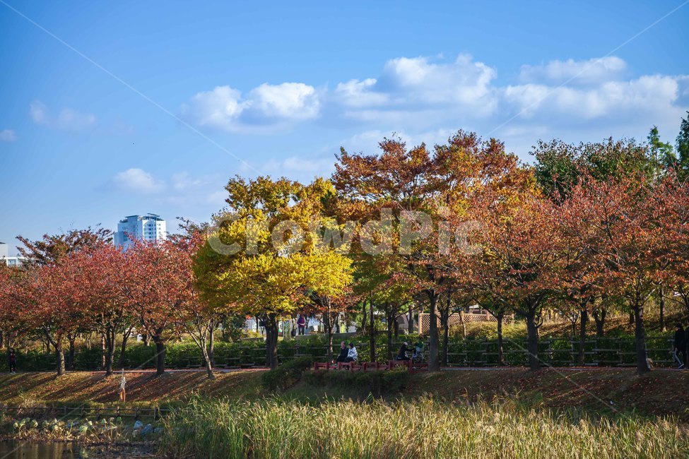 tree,나무,plant,식물,treetrunk,가을,가을,계절,fall,autumn,season,자연,풍경,nature,landscape,식물,plants,나무,trees,wood