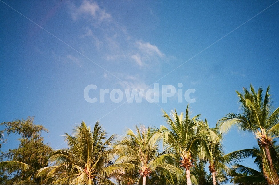 야자수,여름,나무,열대,하늘,tropics,boracay,tropical,palmtrees,sky,summer