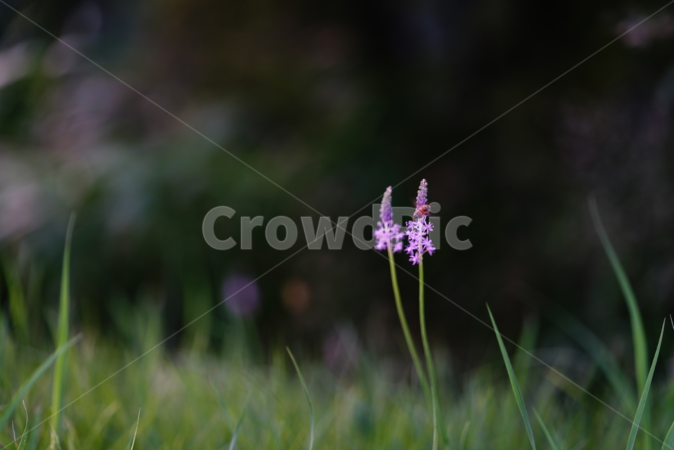생물,생명,보랏빛,색감,컬러,plant,식물,flower,꽃,blossom,식물,자연,plants,nature,꽃,flower