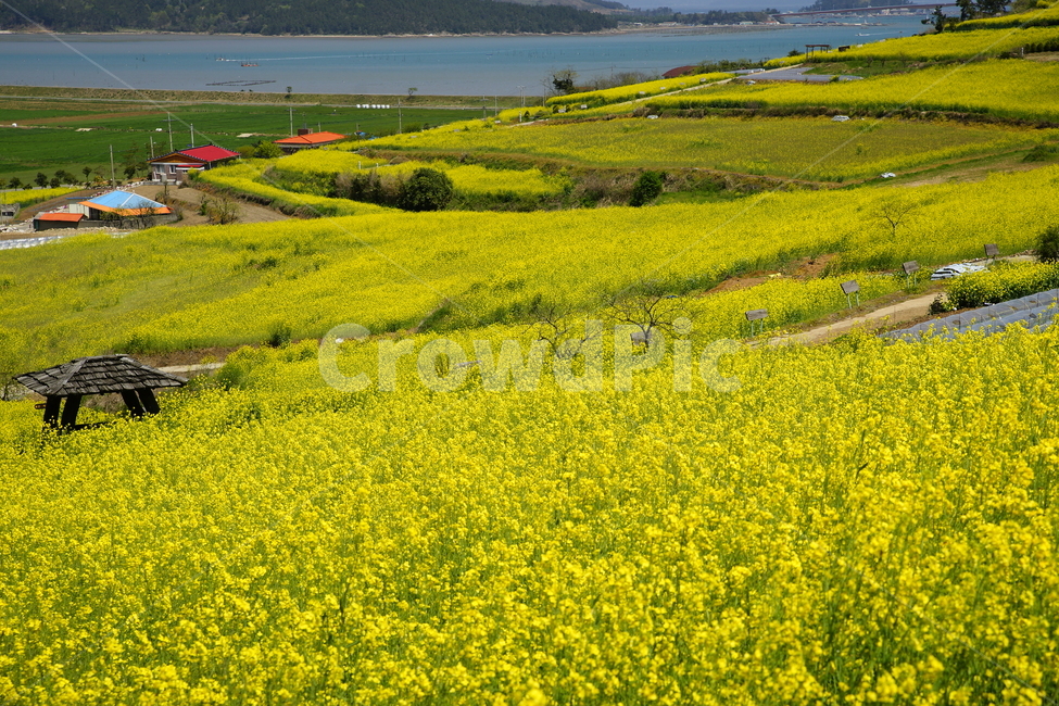 선학동,유체,봄,풍경,농촌,봄,계절,spring,season,시골,마을,풍경,landscape,country,rural,town,grassland,목초지,field,들,outdoors,옥외,nature,자연