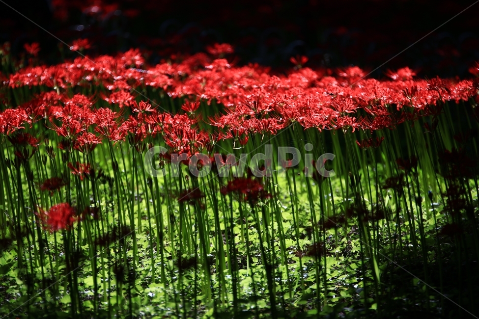 상사화,꽃무릇,꽃,붉은꽃,불갑사,flower,식물,자연,plants,nature,꽃,flower
