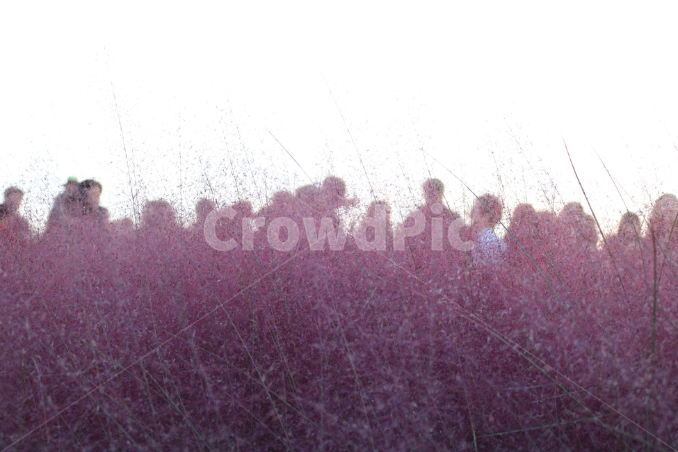 핑크뮬리,뮬리,식물,자연,벼과,분홍쥐꼬리새,가을,가을,계절,fall,autumn,season,사람들,대중,군중,other people,crowd,plant