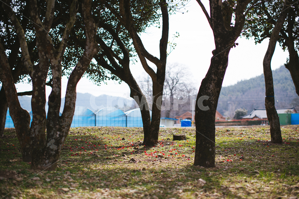 봄,동백,꽃,나무,식물,자연,풍경,빨간색,자연,풍경,nature,landscape,tree,tree trunk,나무 줄기,plant