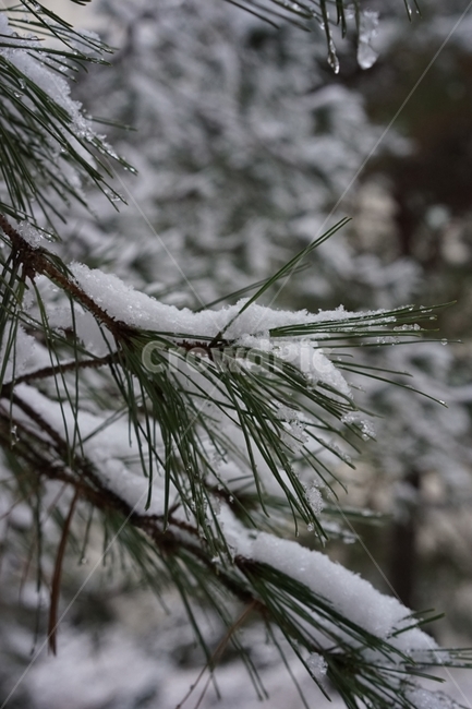 솔잎,소나무,눈꽃,상고대,겨울,눈,snow,자연,풍경,겨울,계절,winter,season,식물,자연,plants,nature