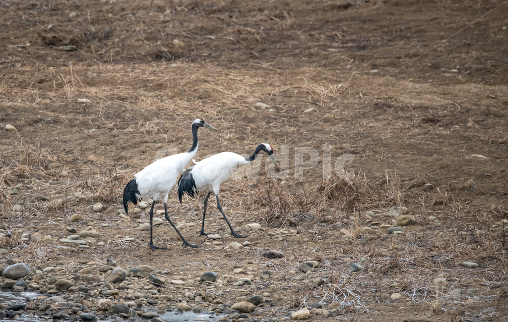 학,단정학,두루미,백두루미,철원,동물,animal,조류,새,birds
