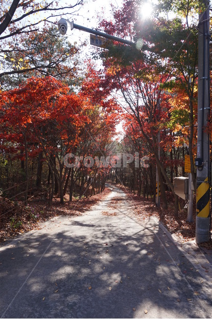 가을,단풍,단풍나무,하늘,가을전경,산성,가을정취,햇살,나무,낙엽