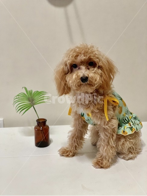 반려견,강아지,개,말티푸,애견,애완동물,동물,animal,dog,puppy,애견모델