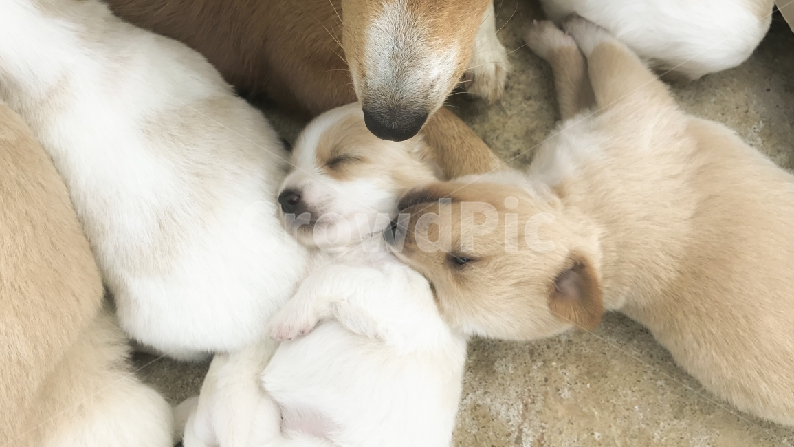 강아지,동물,귀여운,따뜻,사랑,동물,animal,포유류,mammal,개,강아지,dog,doggy,가족,패밀리,family