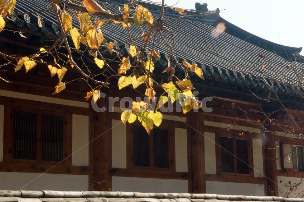 leaf,잎,plant,식물,가을,fall,autumn,가을빛,autumnaltints,운문사,unmunsatemple,햇살,sunlight,sunshine,sunbeam,불교,buddhism,buddhistreligion,부처,buddha,단풍,fallfoliage,autumncolors,building,건물