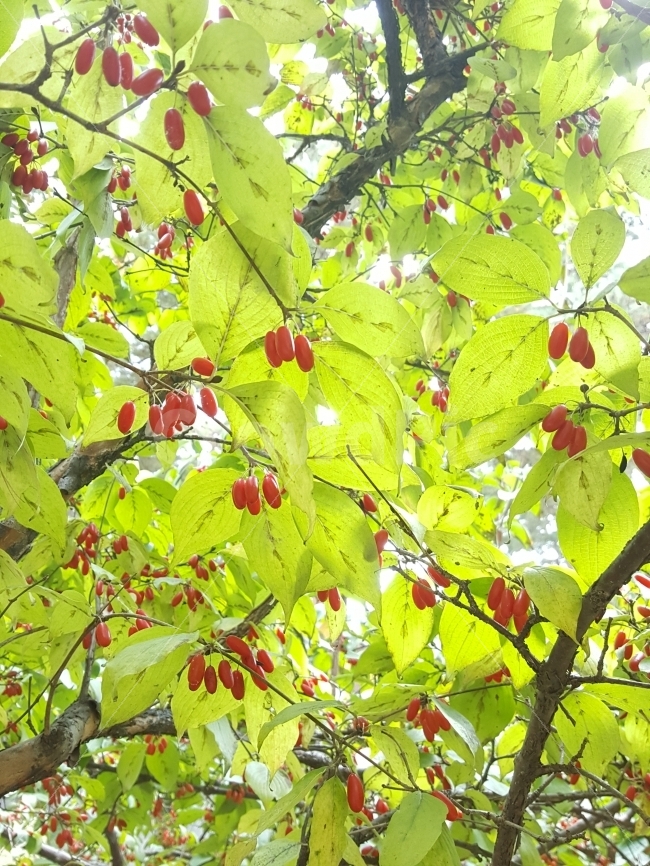 산수유,가을,붉은색,열매,나무,식물,자연,plants,nature,과일,열매,fruit