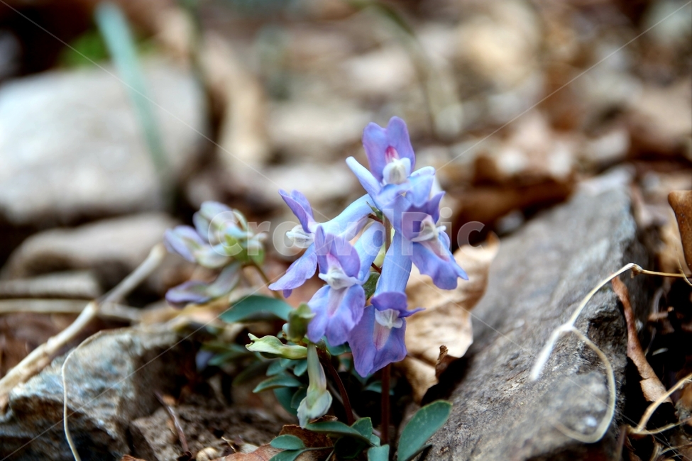 꽃,산호색,봄,산,양지,식물,자연,plants,nature,꽃,flower