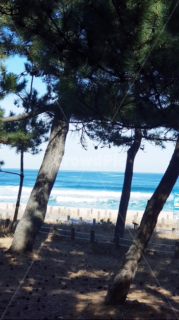 바다,나무,소나무,해변,해수욕장