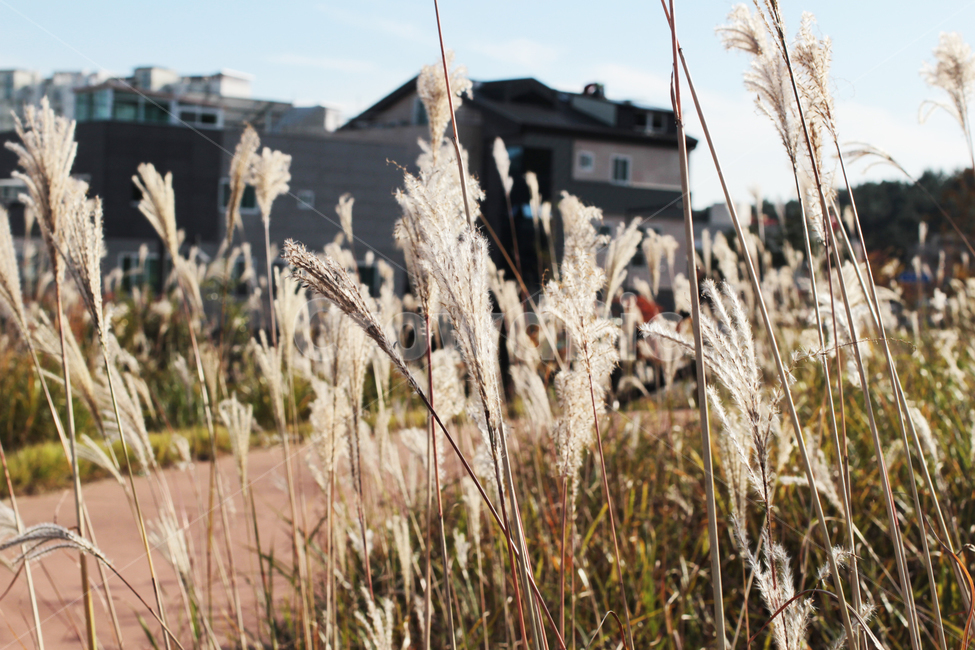 갈대,가을,하늘,reeds,fall,sky,가을,계절,fall,autumn,season,grass,잔디,plant,식물,lawn