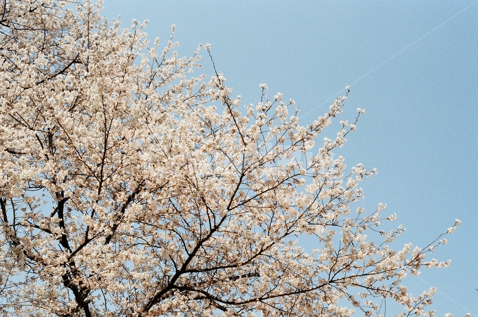 봄,벚꽃,꽃,하늘,나무,식물,자연,plants,nature,꽃,flower,나무,trees,wood