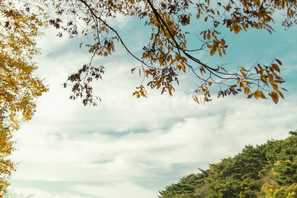가을,영광,불갑사,낙엽,하늘,전라남도,영광군,산,자연,풍경,nature,landscape,tree,나무,plant,식물