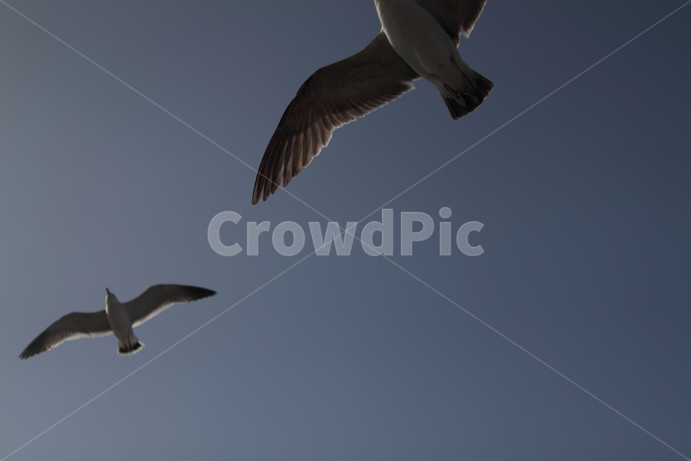 갈매기,하늘,새,바다,짝,커플,동물,animal,조류,새,birds