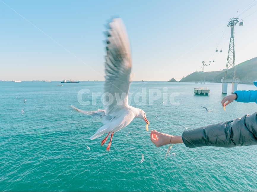 bird,새,갈매기,새우깡,부산바다,송도,먹이,새우과자