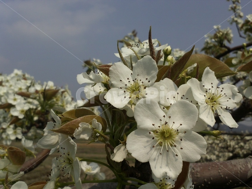 배꽃,peartree,장미과,백색꽃,낙엽활엽소교목과수용,관상용,식용,약용,식물,자연,plants,nature,꽃,flower