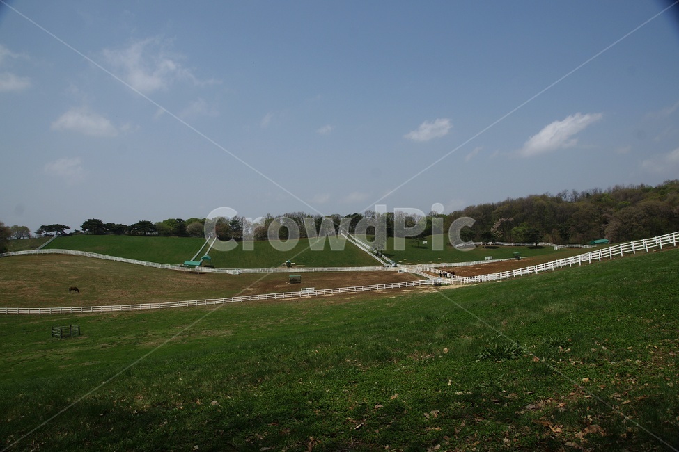 목장,들판,초록,잔디,풍경,자연,풍경,nature,landscape,outdoors,옥외,field,들