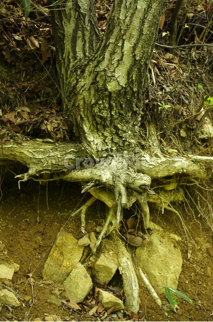나무,식물,뿌리,바위,plant,식물,자연,plants,nature,나무,trees,wood